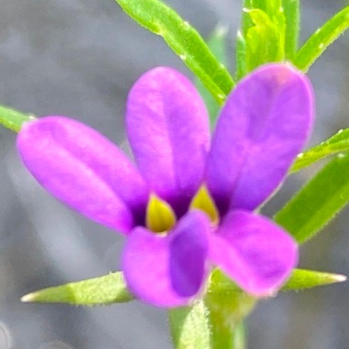 Monopsis stellarioides - Star Oneye, Sticky-Leaved Monopsis - 5 Seed Pack - Image 4
