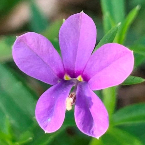 Monopsis stellarioides - Star Oneye, Sticky-Leaved Monopsis - 5 Seed Pack - Image 5