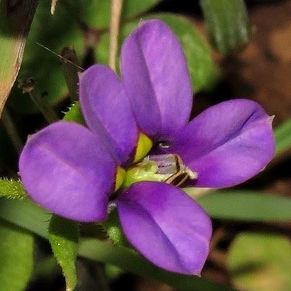 Monopsis stellarioides - Star Oneye, Sticky-Leaved Monopsis - 5 Seed Pack - Image 6