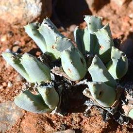 Odontophorus angustifolius ssp. protoparcoides - 5 Seed Pack - Image 2