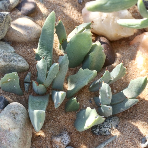 Odontophorus angustifolius ssp. protoparcoides - 5 Seed Pack