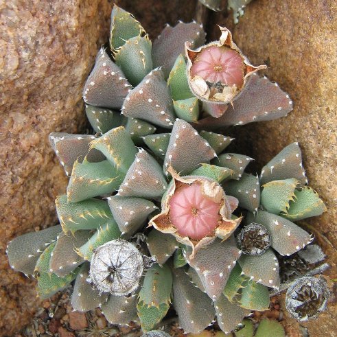 Odontophorus marlothii (Odontophorus meyeri) - 5 Seed Pack