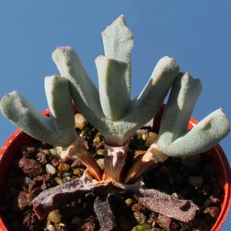 Odontophorus pusillus - 5 Seed Pack