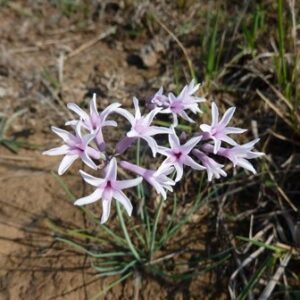 Tulbaghia cominsii - Buffalo Garlic - 5 Seed Pack
