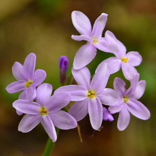 Tulbaghia maritima (Tulbaghia violacea maritima) - Garden Route Garlic; Kuswildenoflok - 5 Seed Pack - Image 2