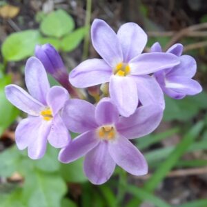 Tulbaghia maritima (Tulbaghia violacea maritima) - Garden Route Garlic; Kuswildenoflok - 5 Seed Pack