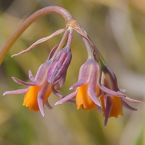 Tulbaghia montana - Drakensberg Garlic, Berg Garlic - 5 Seed Pack - Image 2
