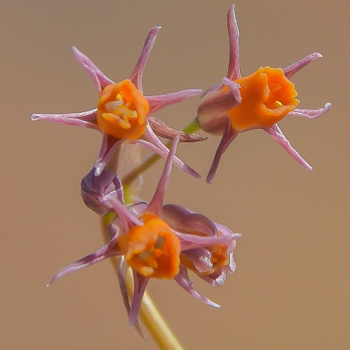 Tulbaghia montana - Drakensberg Garlic, Berg Garlic - 5 Seed Pack - Image 3