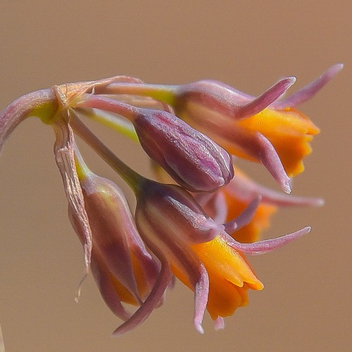 Tulbaghia montana - Drakensberg Garlic, Berg Garlic - 5 Seed Pack