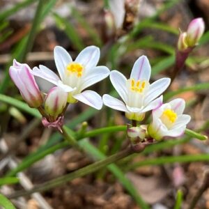 Tulbaghia siebertii (Prototulbaghia siebertii) - 5 Seed Pack