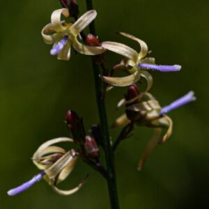 Wahlenbergia abyssinica (Lightfootia abyssinica) - 5 Seed Pack