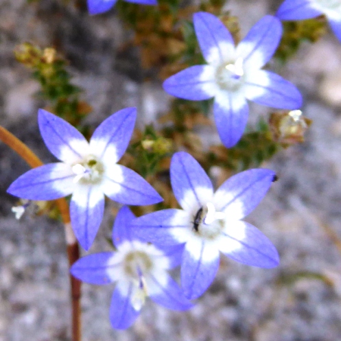 Wahlenbergia adamsonii - 5 Seed Pack