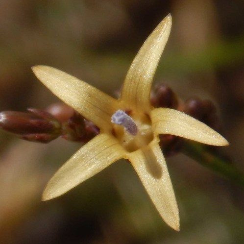 Wahlenbergia adpressa (Campanula adpressa) - 5 Seed Pack
