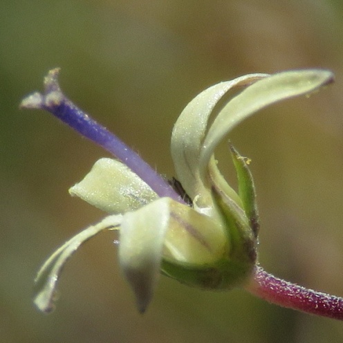 Wahlenbergia albens (Lightfootia laricina) - Pale Capebell - 5 Seed Pack - Image 2