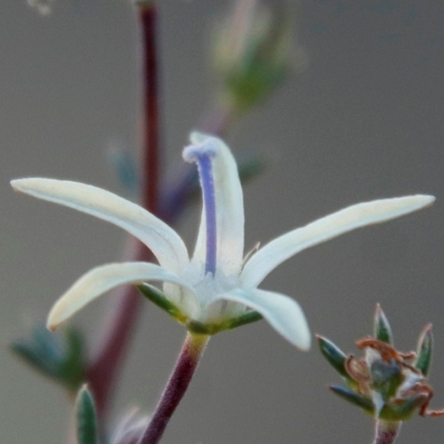 Wahlenbergia albens (Lightfootia laricina) - Pale Capebell - 5 Seed Pack - Image 3