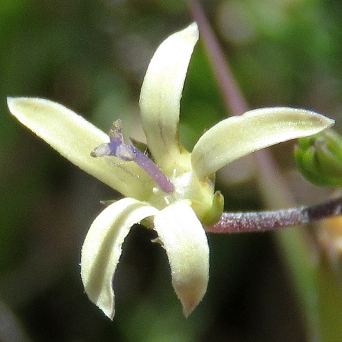 Wahlenbergia albens (Lightfootia laricina) - Pale Capebell - 5 Seed Pack - Image 4
