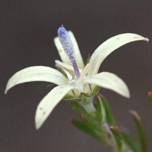Wahlenbergia albens (Lightfootia laricina) - Pale Capebell - 5 Seed Pack