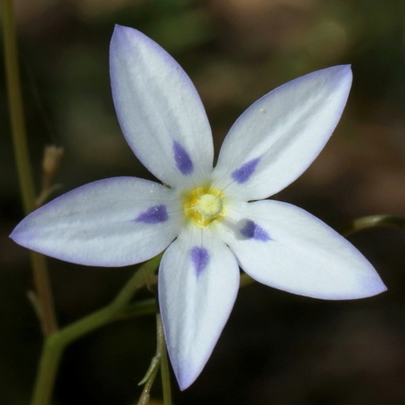Wahlenbergia annularis - Showy Bluebell; Pronkblouklokkie - 5 Seed Pack - Image 2