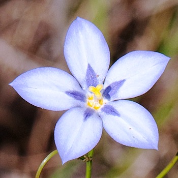 Wahlenbergia annularis - Showy Bluebell; Pronkblouklokkie - 5 Seed Pack - Image 3