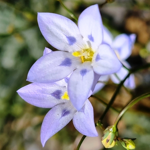 Wahlenbergia annularis - Showy Bluebell; Pronkblouklokkie - 5 Seed Pack - Image 4