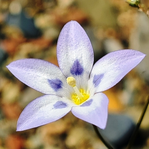 Wahlenbergia annularis - Showy Bluebell; Pronkblouklokkie - 5 Seed Pack - Image 5