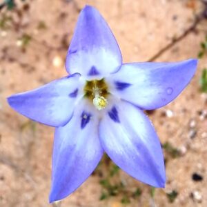Wahlenbergia annularis - Showy Bluebell; Pronkblouklokkie - 5 Seed Pack