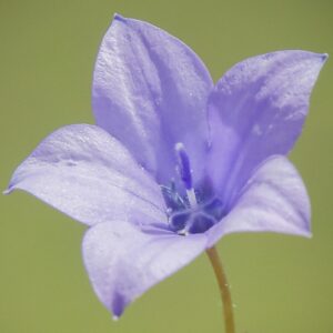 Wahlenbergia appressifolia - Moopetsane - 5 Seed Pack