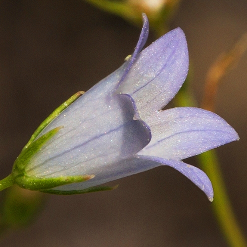 Wahlenbergia banksiana (Wahlenbergia okavangensis) - 5 Seed Pack