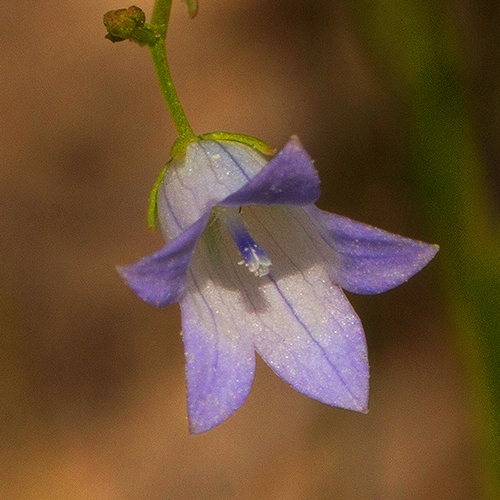 Wahlenbergia banksiana (Wahlenbergia okavangensis) - 5 Seed Pack - Image 2