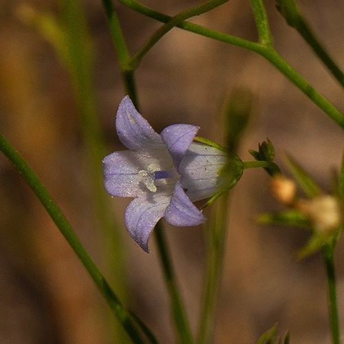 Wahlenbergia banksiana (Wahlenbergia okavangensis) - 5 Seed Pack - Image 3