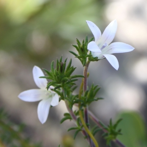 Wahlenbergia calcarea (Lightfootia calcarea) - 5 Seed Pack - Image 2