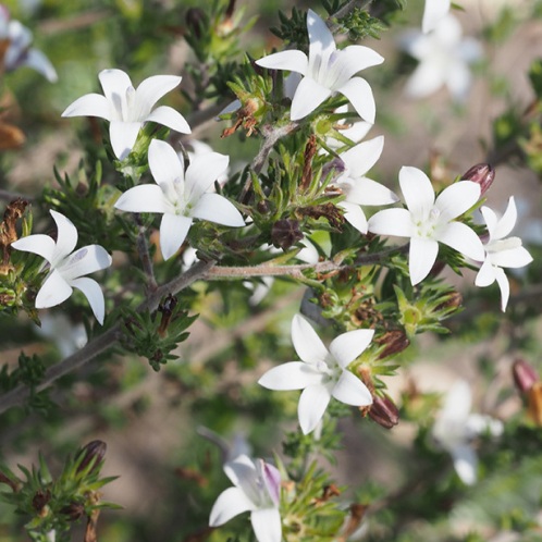 Wahlenbergia calcarea (Lightfootia calcarea) - 5 Seed Pack