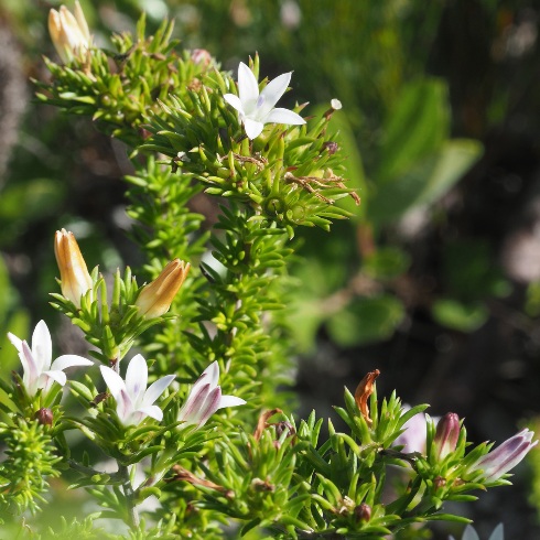Wahlenbergia calcarea (Lightfootia calcarea) - 5 Seed Pack - Image 3