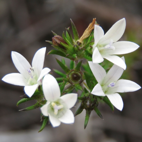 Wahlenbergia calcarea (Lightfootia calcarea) - 5 Seed Pack - Image 4