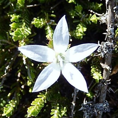 Wahlenbergia calcarea (Lightfootia calcarea) - 5 Seed Pack - Image 5