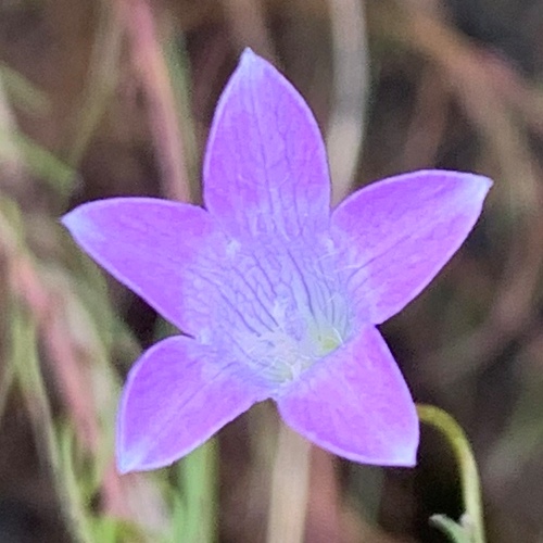 Wahlenbergia capillacea ssp. capillacea (Campanula capillacea) - 5 Seed Pack - Image 2