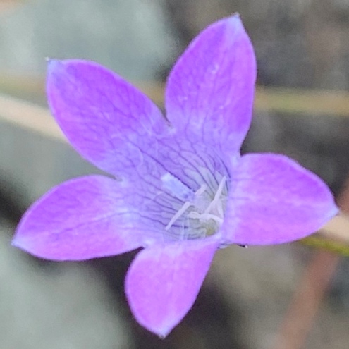 Wahlenbergia capillacea ssp. capillacea (Campanula capillacea) - 5 Seed Pack