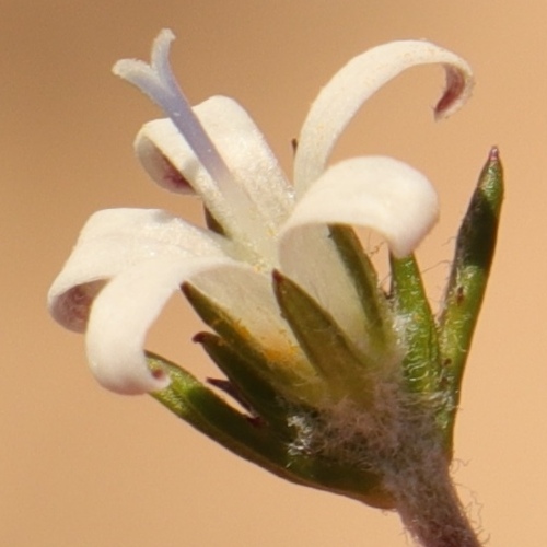 Wahlenbergia cinerea (Campanula cinerea) - 5 Seed Pack