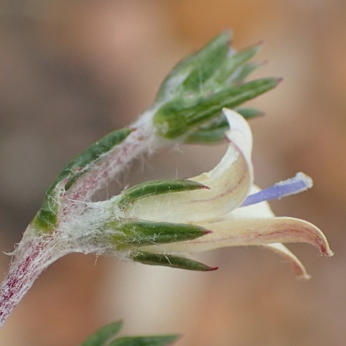 Wahlenbergia cinerea (Campanula cinerea) - 5 Seed Pack - Image 2