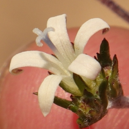 Wahlenbergia cinerea (Campanula cinerea) - 5 Seed Pack - Image 3