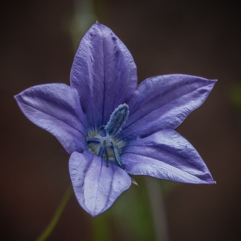 Wahlenbergia cuspidata (Wahlenbergia dentifera) - 5 Seed Pack - Image 2