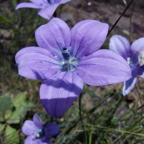 Wahlenbergia cuspidata (Wahlenbergia dentifera) - 5 Seed Pack - Image 3