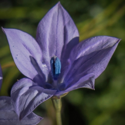 Wahlenbergia cuspidata (Wahlenbergia dentifera) - 5 Seed Pack - Image 4
