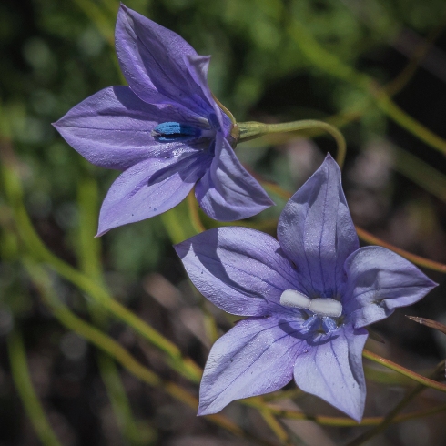 Wahlenbergia cuspidata (Wahlenbergia dentifera) - 5 Seed Pack - Image 5