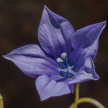 Wahlenbergia cuspidata (Wahlenbergia dentifera) - 5 Seed Pack