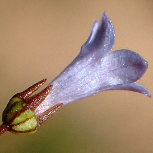 Wahlenbergia debilis (Wahlenbergia ramulosa) - 5 Seed Pack