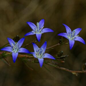 Wahlenbergia denticulata (Campanula denticulata) - 5 Seed Pack