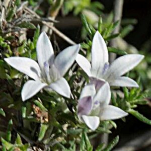 Wahlenbergia depressa (Treichelia dodii) - 5 Seed Pack
