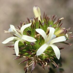 Wahlenbergia desmantha (Campanula fasciculata) - 5 Seed Pack