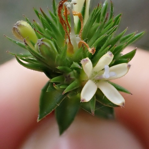 Wahlenbergia desmantha (Campanula fasciculata) - 5 Seed Pack - Image 3